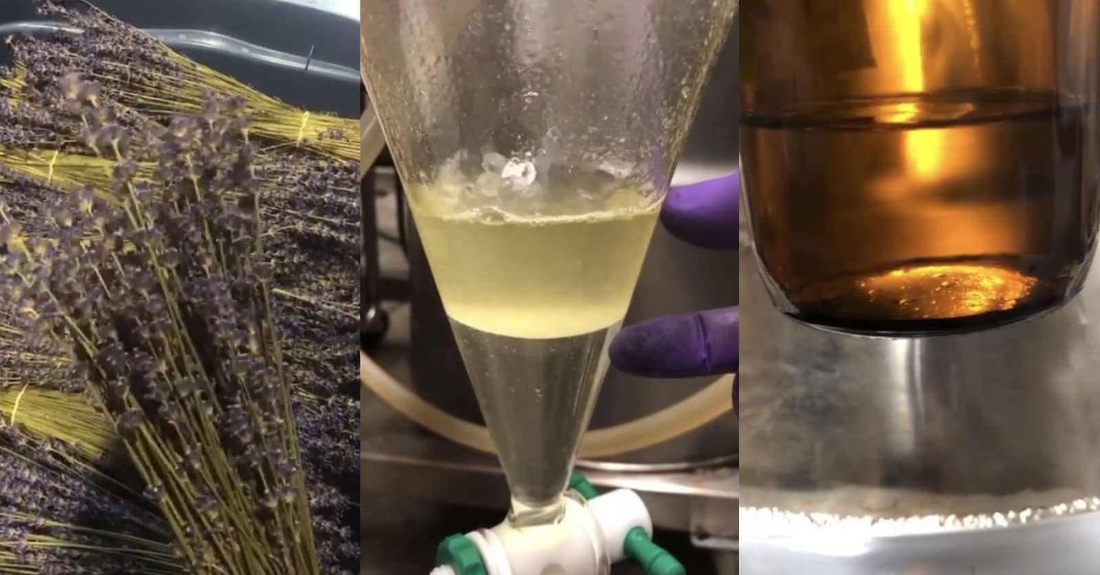 essential oils in a separator funnel , the essential oil being created in lavender