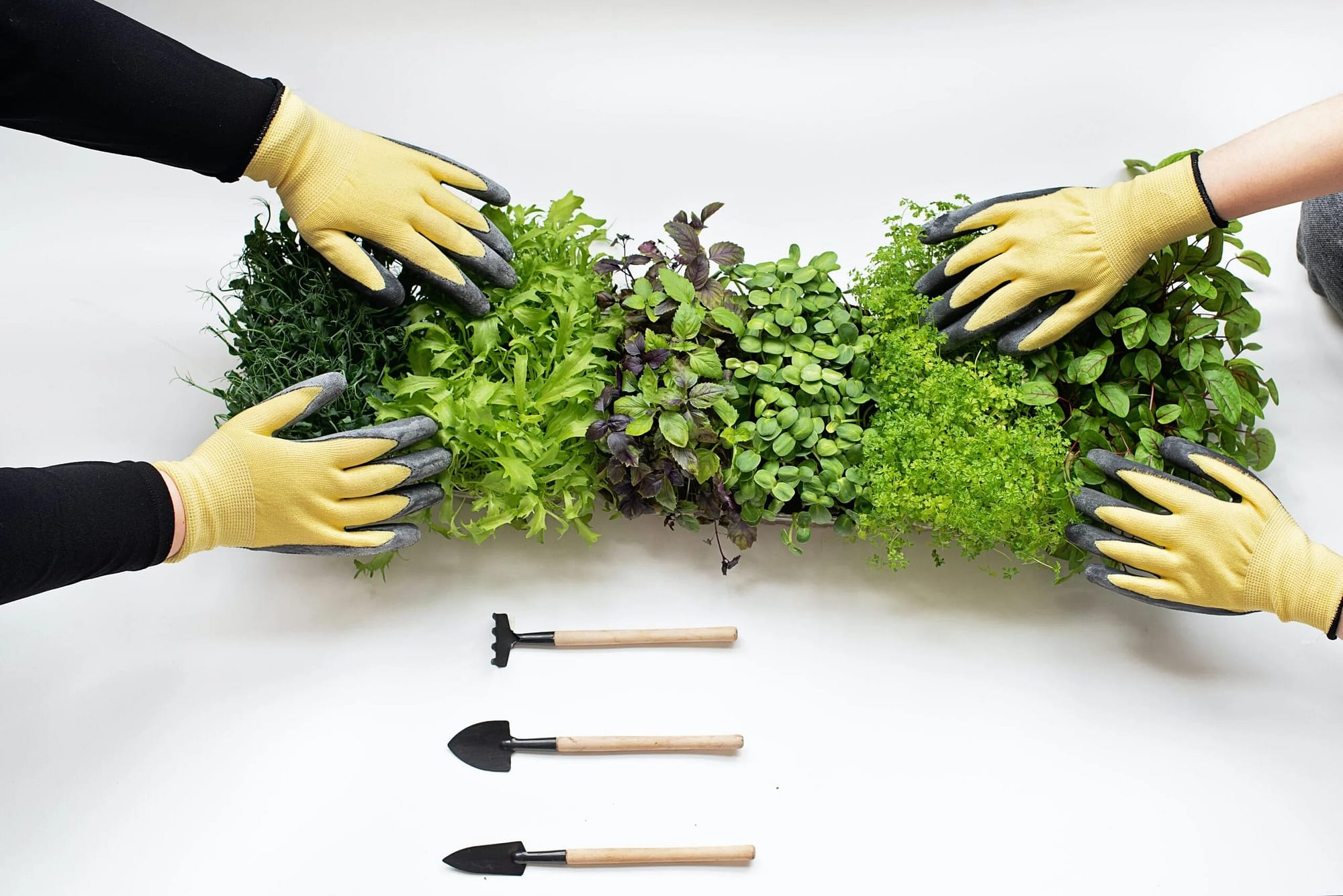 two sets of hands and arms tending to microgreens there is 3 different tools aswell that is shown