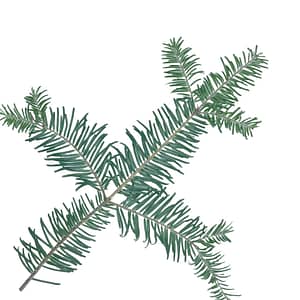 balsam fir branch with green needles on it