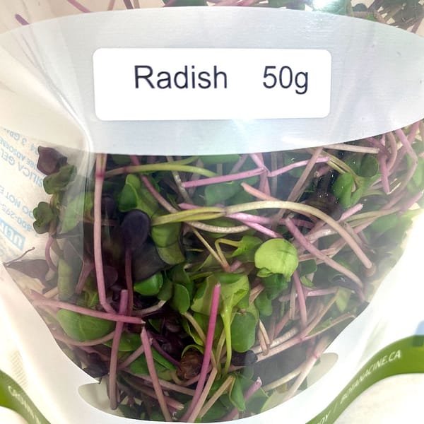 micro green radish shoots