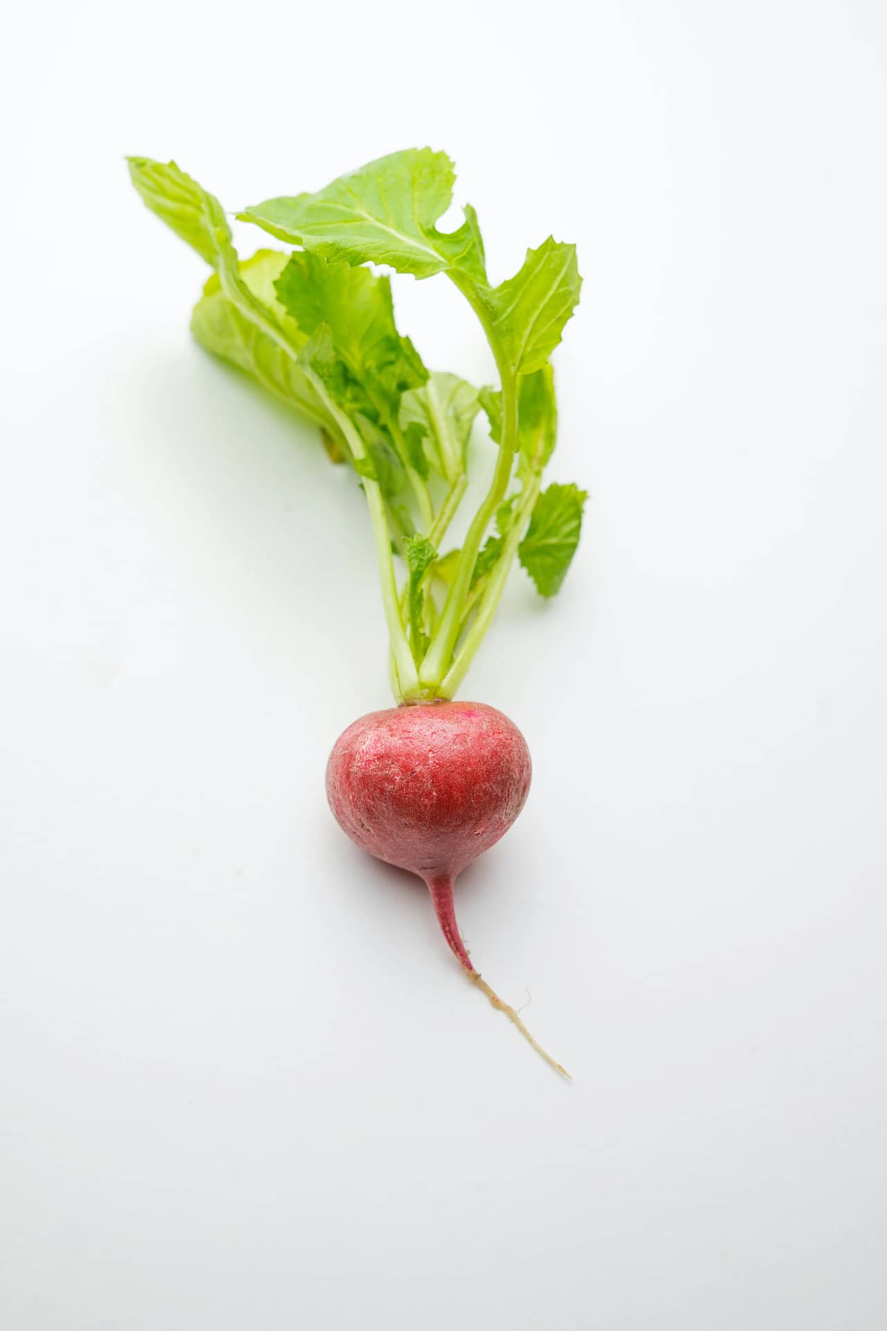 single radish with stem